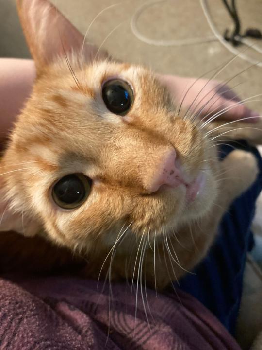 Yeller (Yelly Bean)